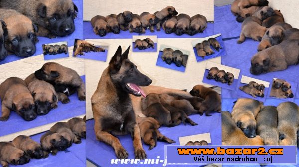 Bel.ovčák - malinois