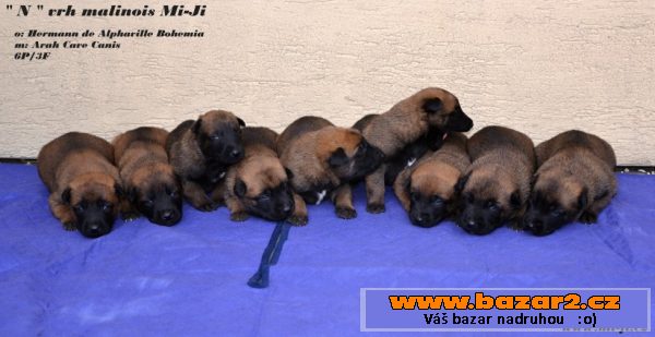 Bel.ovčák - malinois