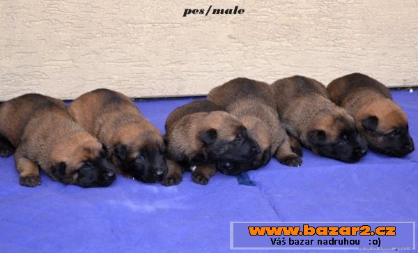 Bel.ovčák - malinois
