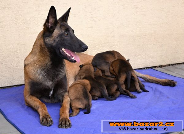 Bel.ovčák - malinois