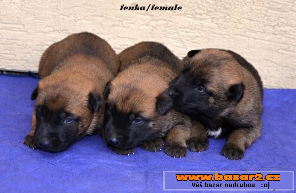Bel.ovčák - malinois