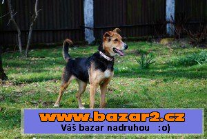 RITA - Kříženec - fena