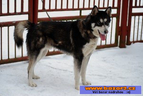 ANDY - Husky - pes