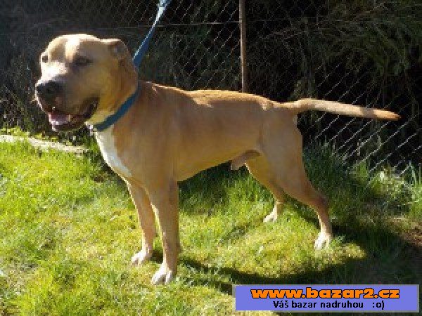 PEETE - Pitbulteriér - pes