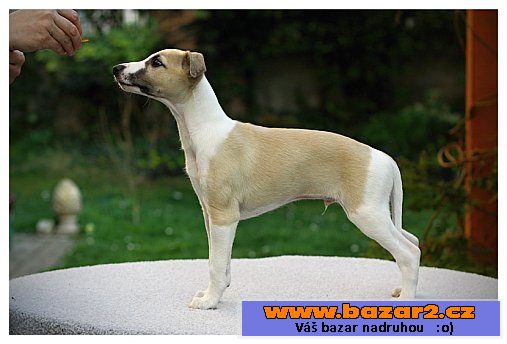 Vipet - whippet