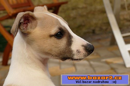 Vipet - whippet