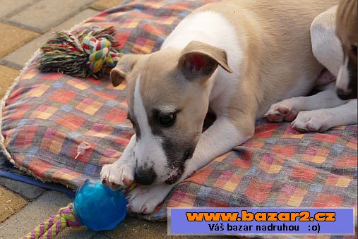 Vipet - whippet