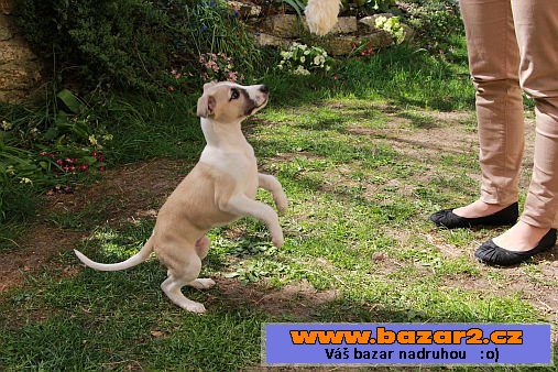 Vipet - whippet