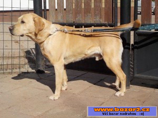 PEPA - Labradorský retrívr x - pes