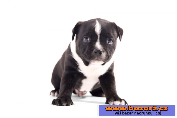 Staffordshire bullterrier