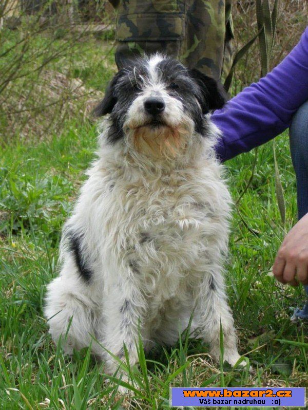 Darja - Kříženec - fena