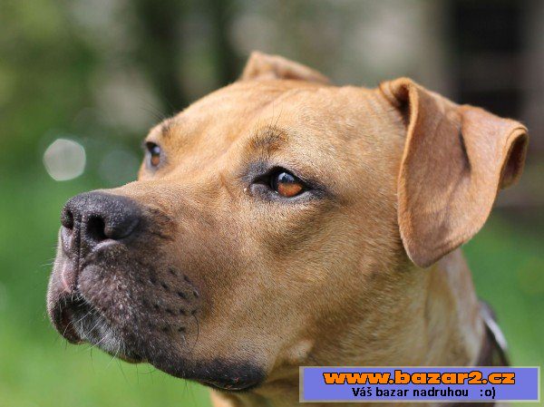 Shelby - Pitbulteriér - fena