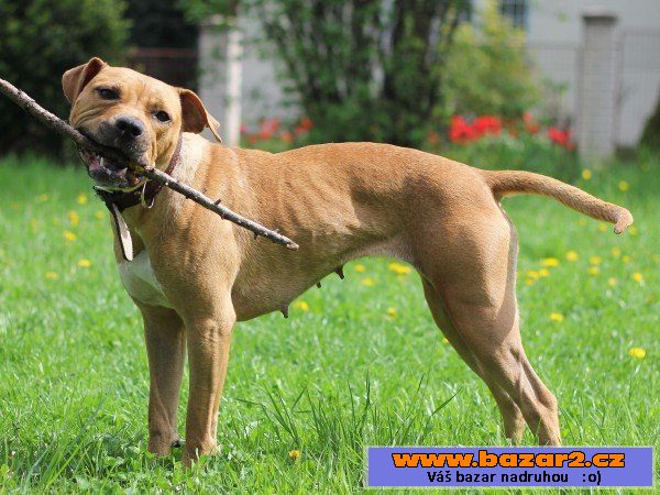 Shelby - Pitbulteriér - fena