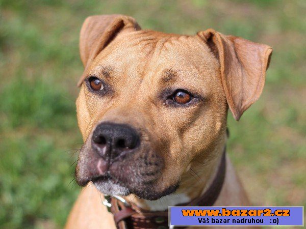 Shelby - Pitbulteriér - fena