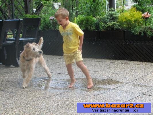 WHEATEN TERRIER-ŠTĚŇATA - LÉTO 2015