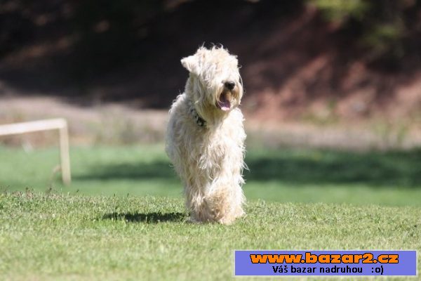 WHEATEN TERRIER-ŠTĚŇATA - LÉTO 2015