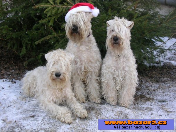 WHEATEN TERRIER-ŠTĚŇATA - LÉTO 2015