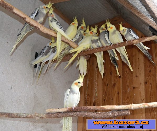KAKARIKY,PAPOUŠCI ZPĚVAVÝ,KORELY