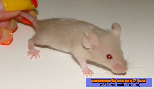 Barevné myšky s výpisem předků