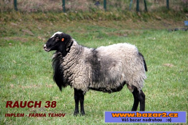 Romanovský beran