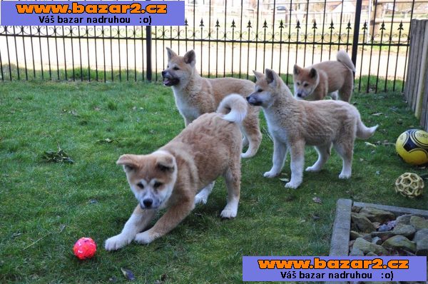Krásné Akita Inu štěně