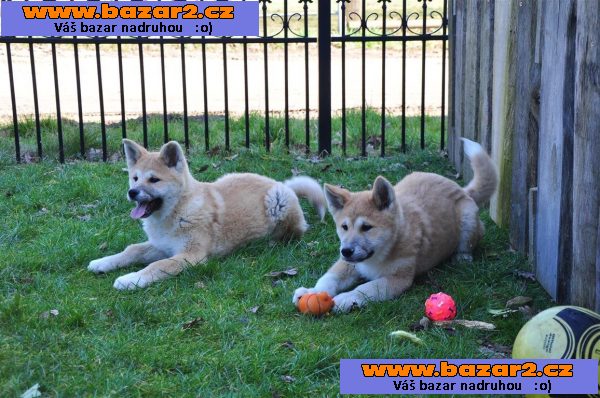 Krásné Akita Inu štěně