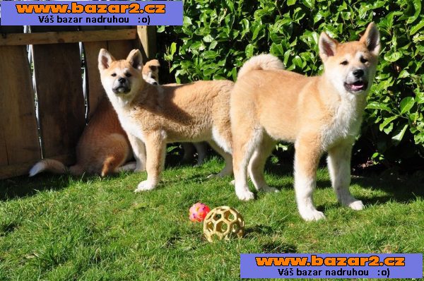 Krásné Akita Inu štěně