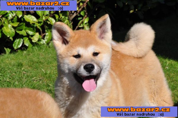 Krásné Akita Inu štěně