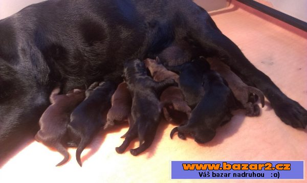 Labrador čokoládová a černá 