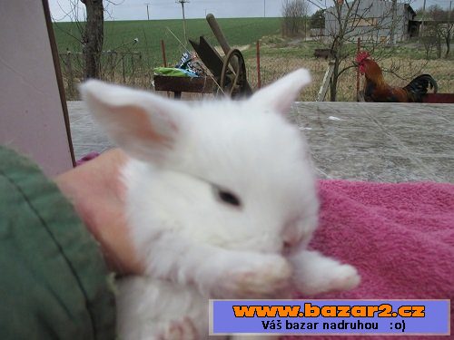 Poslední zakrsláčci