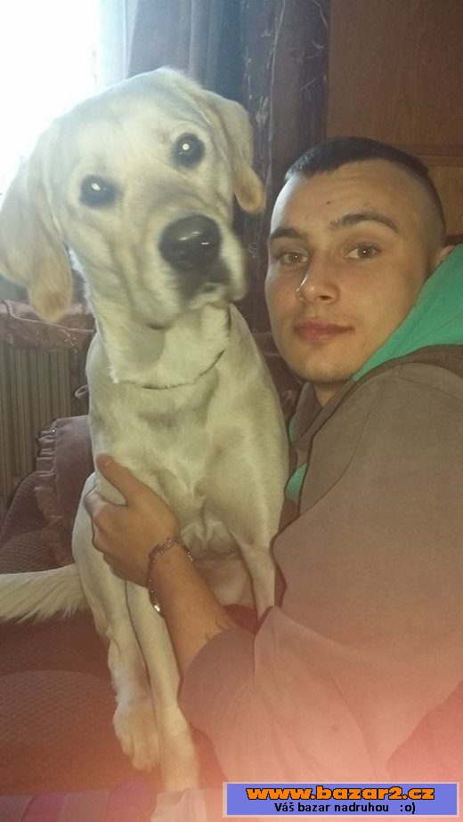Labrador/ohařem ke krytí