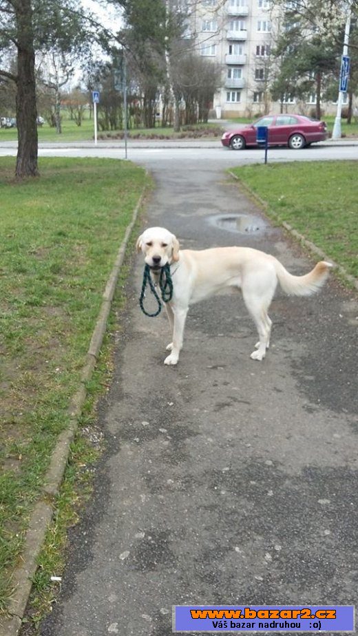 Labrador/ohařem ke krytí