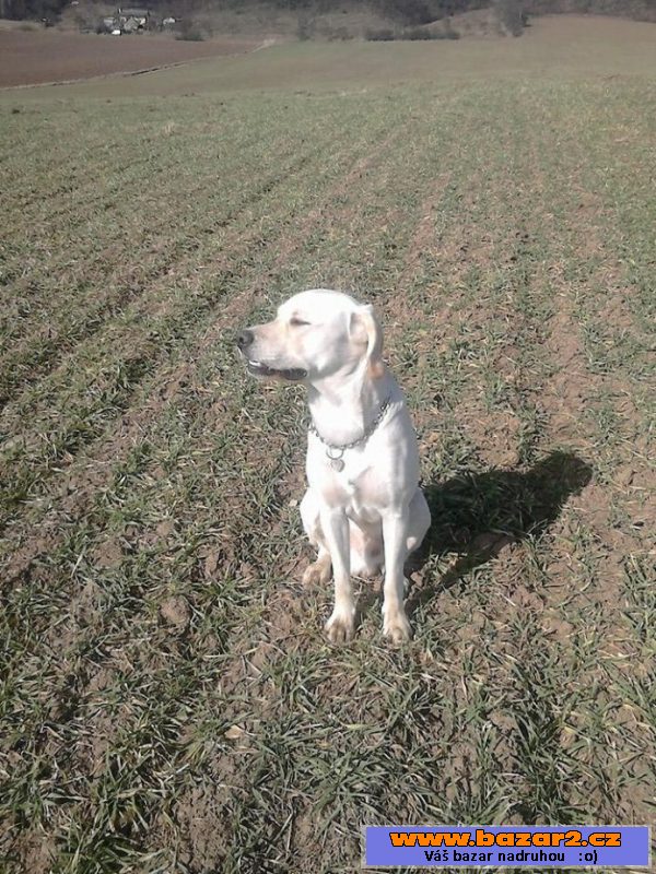 Labrador/ohařem ke krytí