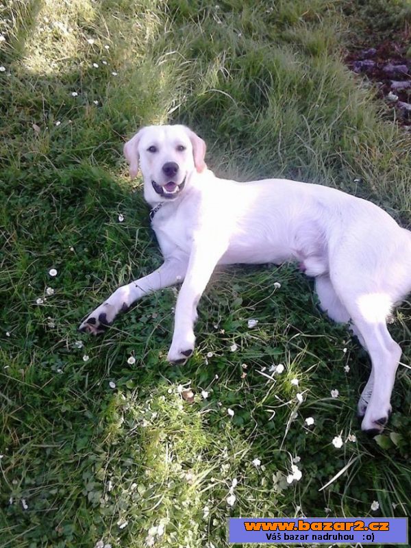 Labrador/ohařem ke krytí