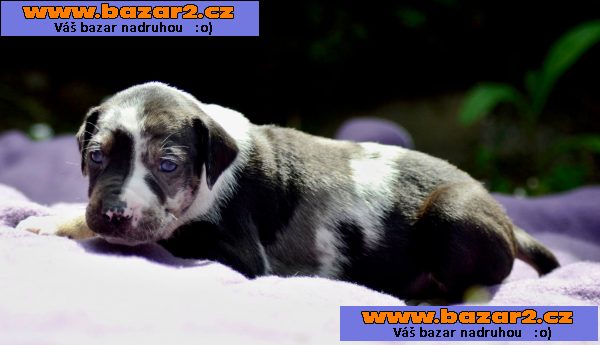 Louisiánský Leopardí Pes Catahoula s PP
