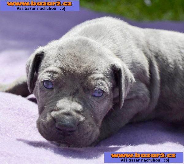Louisiánský Leopardí Pes Catahoula s PP