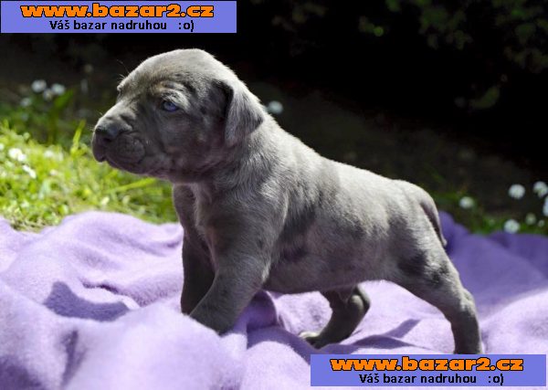 Louisiánský Leopardí Pes Catahoula s PP