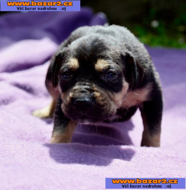 Louisiánský Leopardí Pes Catahoula s PP