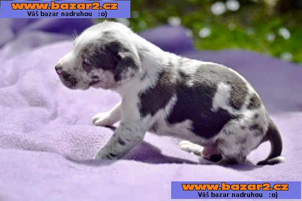 Louisiánský Leopardí Pes Catahoula s PP