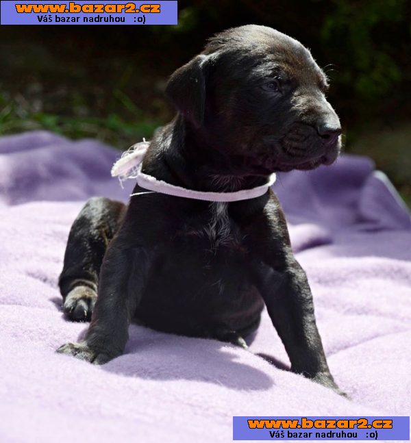 Louisiánský Leopardí Pes Catahoula s PP