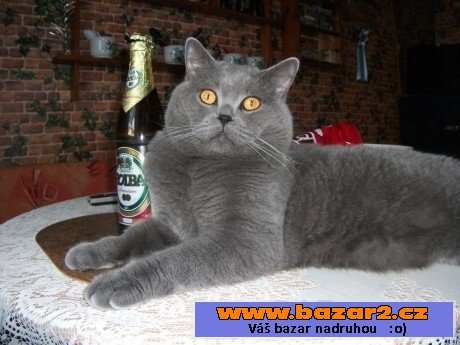 Krycí kocour