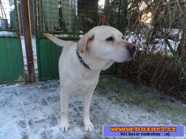 EBINKA - Labradorský retrívr x 