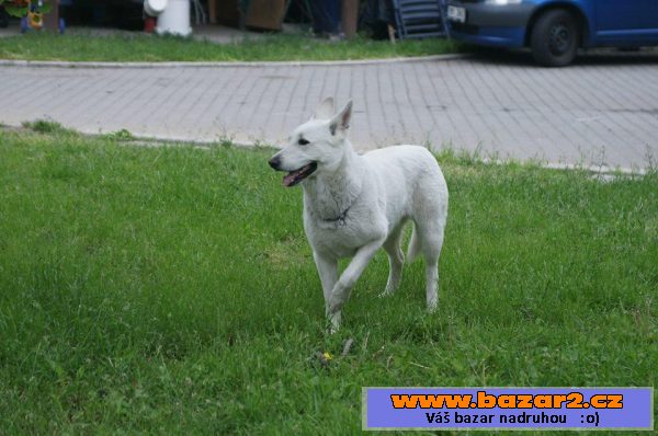 Kříženci Bílého švýcarského ovčáka