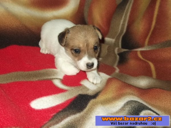 Jack russel terier-štěňátka