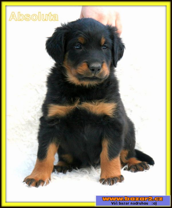 Beauceron - štěně s PP - v ČR nová 