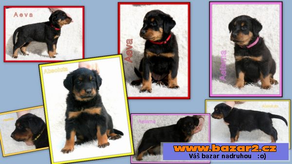 Beauceron - štěně s PP - v ČR nová 