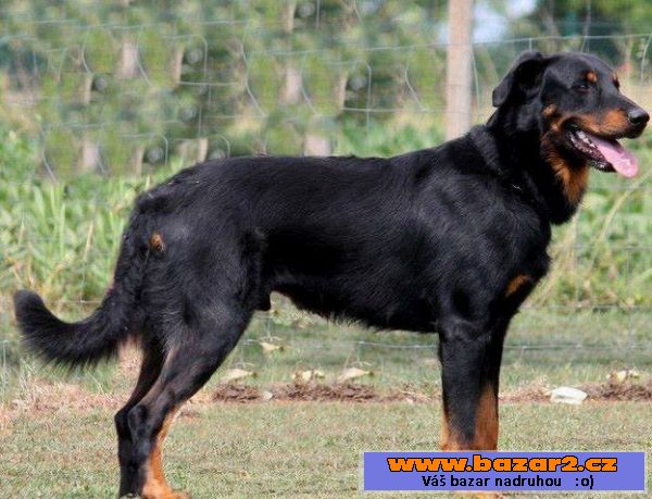 Beauceron - štěně s PP - v ČR nová 