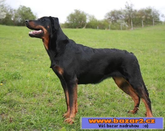 Beauceron - štěně s PP - v ČR nová 