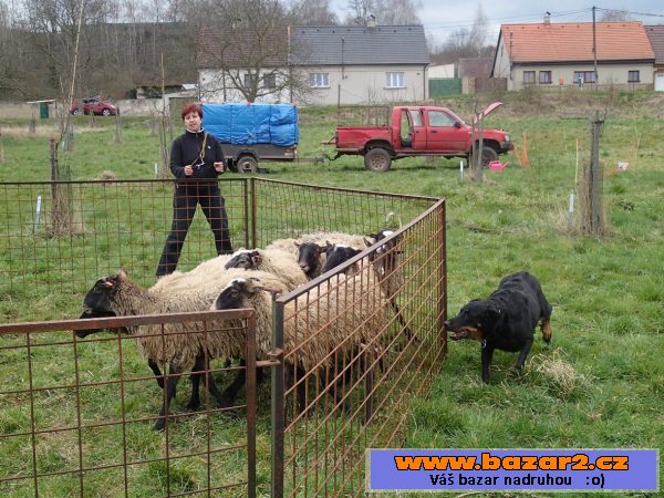 Beauceron - štěně s PP - v ČR nová 