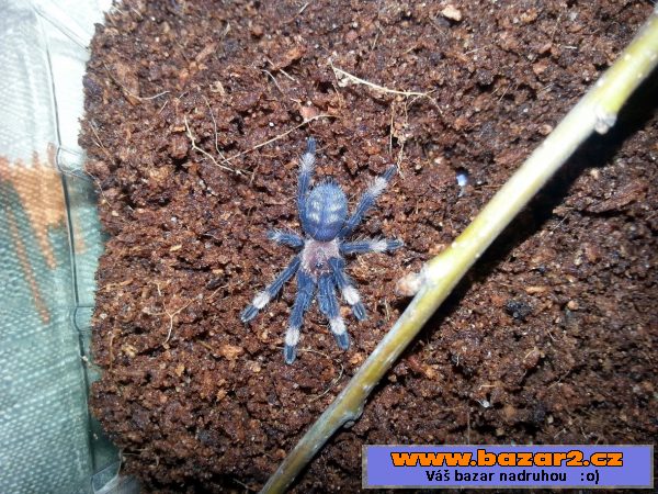 P.irminia, T.serrulatus